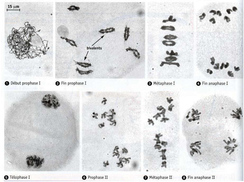 Les étapes de la méiose visible en miroscopie chez le seigle (espèce végétale). Source: http://mcdubysvt.free.fr/DAEU/reproduction.pdf